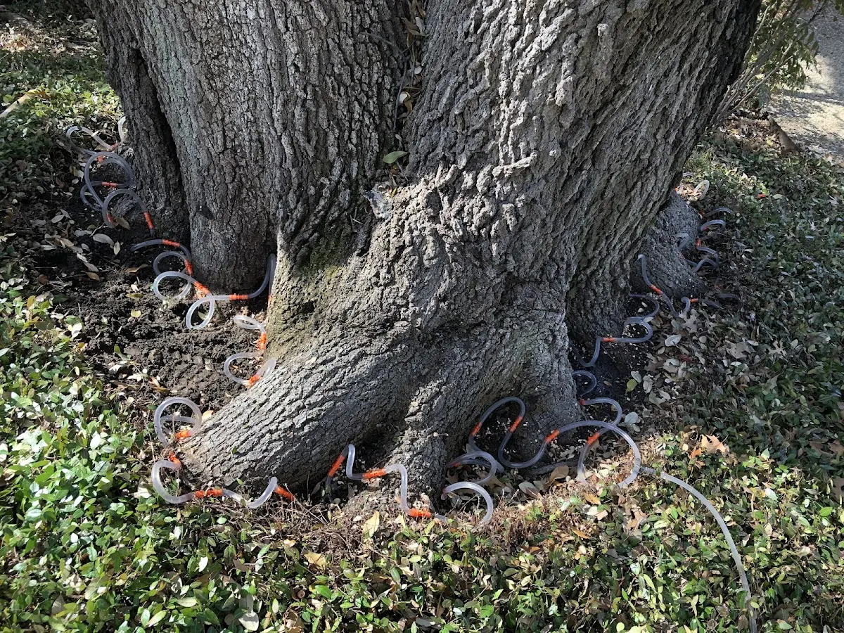Detailed Tree Cabling and Bracing job site in Clarks Mills