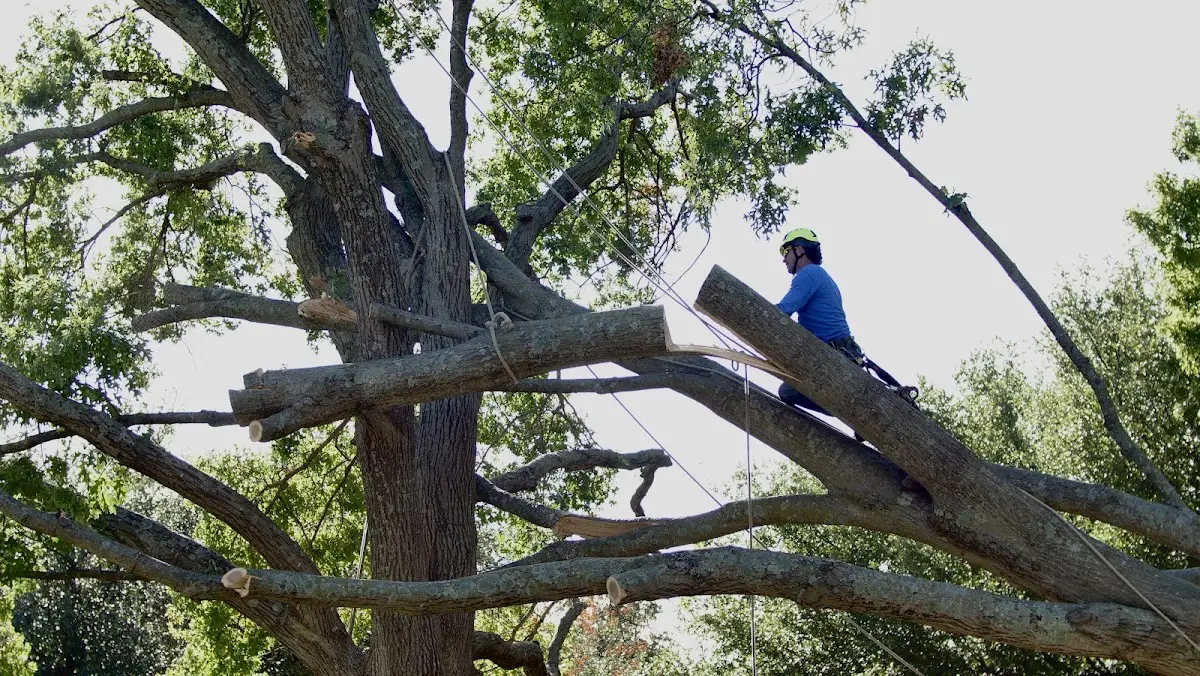 Professional Crown Thinning performed by certified arborists in Clarks Mills