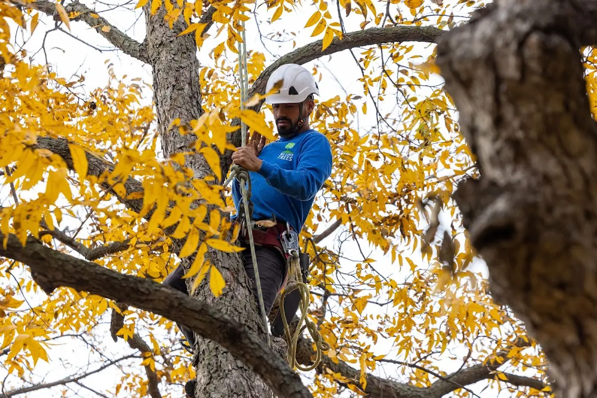 Skilled Tree Planing crew working in Clarks Mills